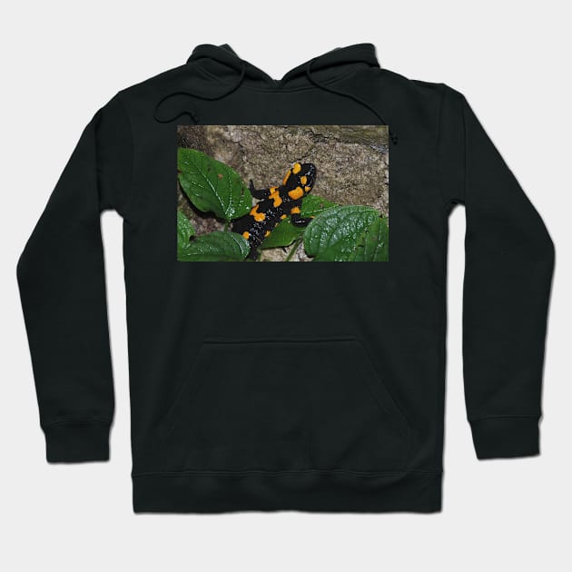 Fire Salamander on Rock Hoodie by jojobob